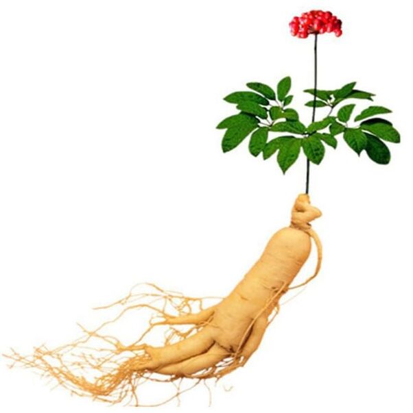 Radice di ginseng in xtrazex (1)