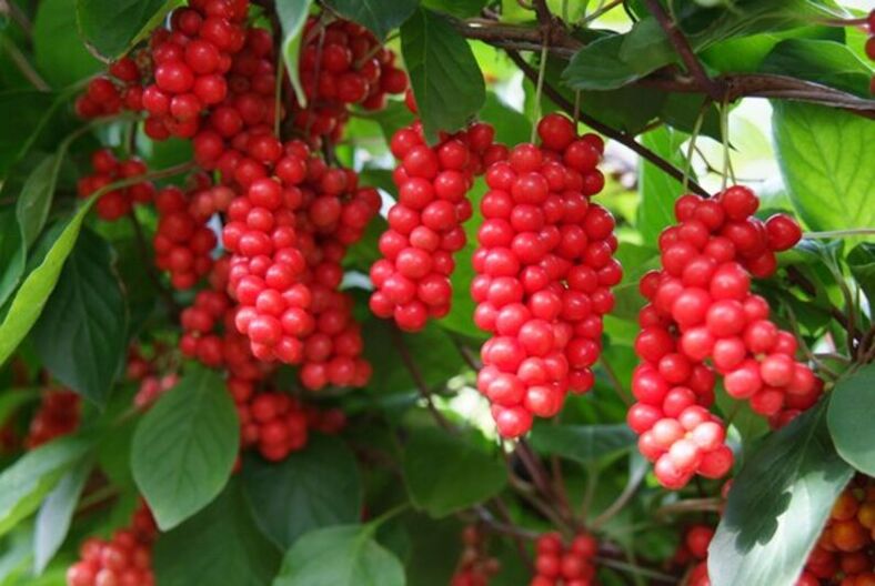 Schisandra per aumentare la potenza